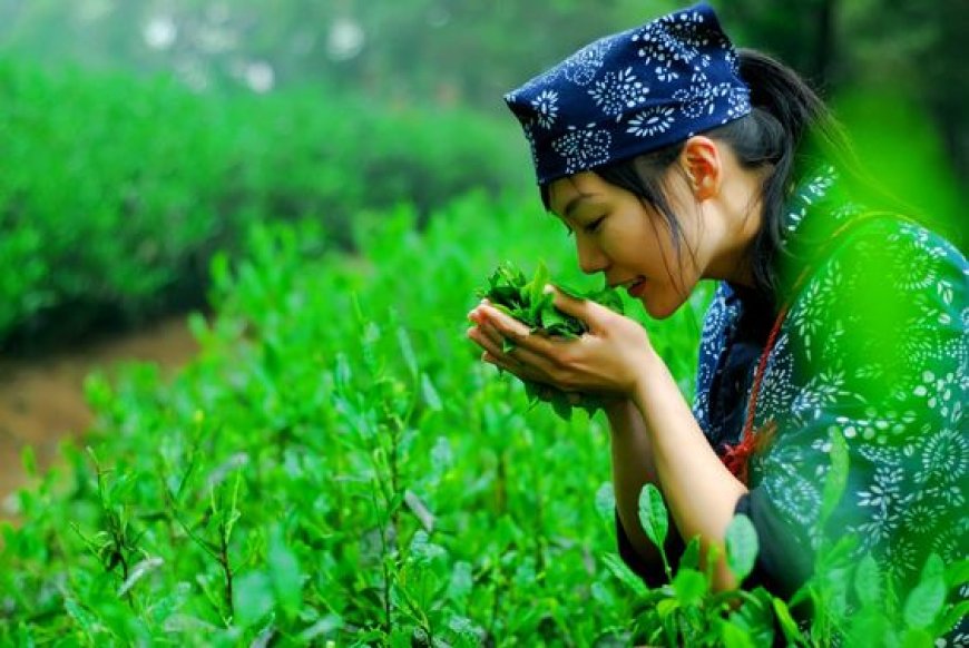 Can Green Tea Make Your Skin Glow and Refresh?