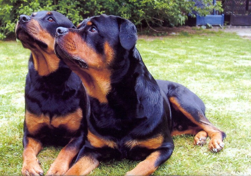 Buy Rottweiler Puppies for Sale in Bangalore: A Perfect Mate For Dog Lovers