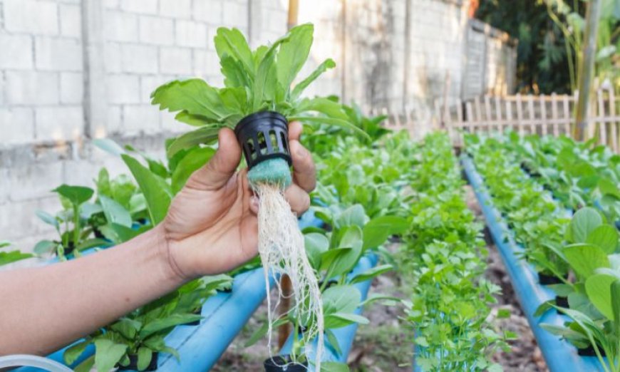 Exploring the Global Hydroponics Market: Size, Share, Trends, and Forecast (2024-2032)