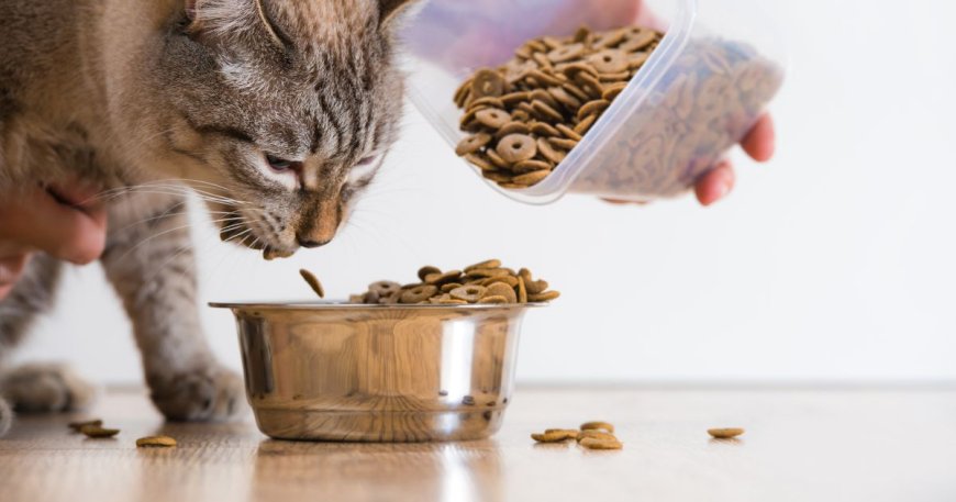 Alimentos para Gatos en México: Crecimiento y Preferencias del Mercado