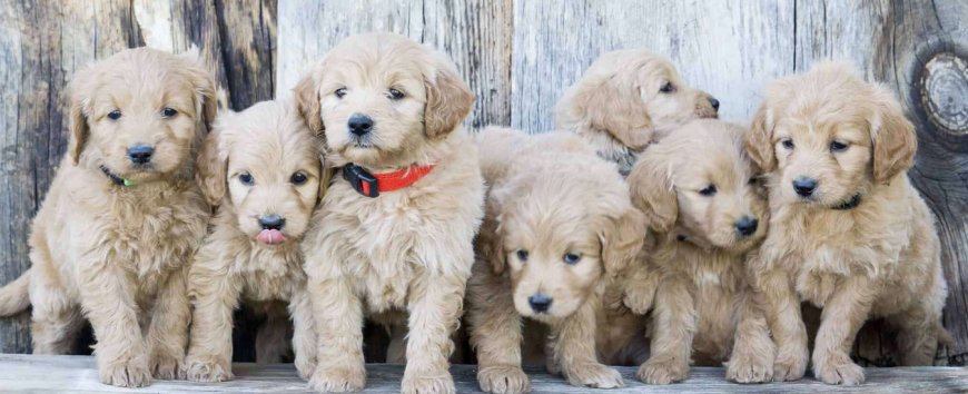 Top Mini Goldendoodle Breeders in St. Augustine and Oak Hill, FL