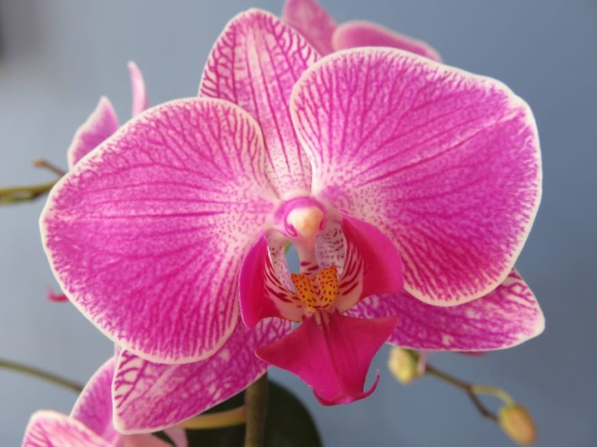 Orchid Flower: A Stunning Diversity of Types and Varieties