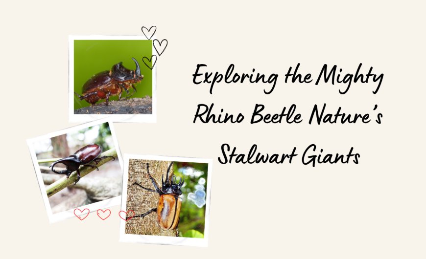 Exploring the Mighty Rhino Beetle Nature’s Stalwart Giants