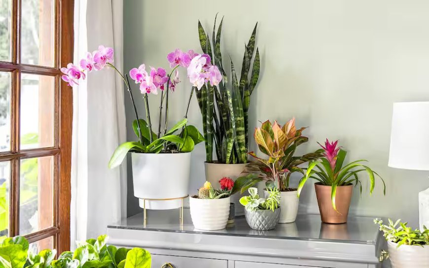 6 Flowers and Plants for Kids' Room