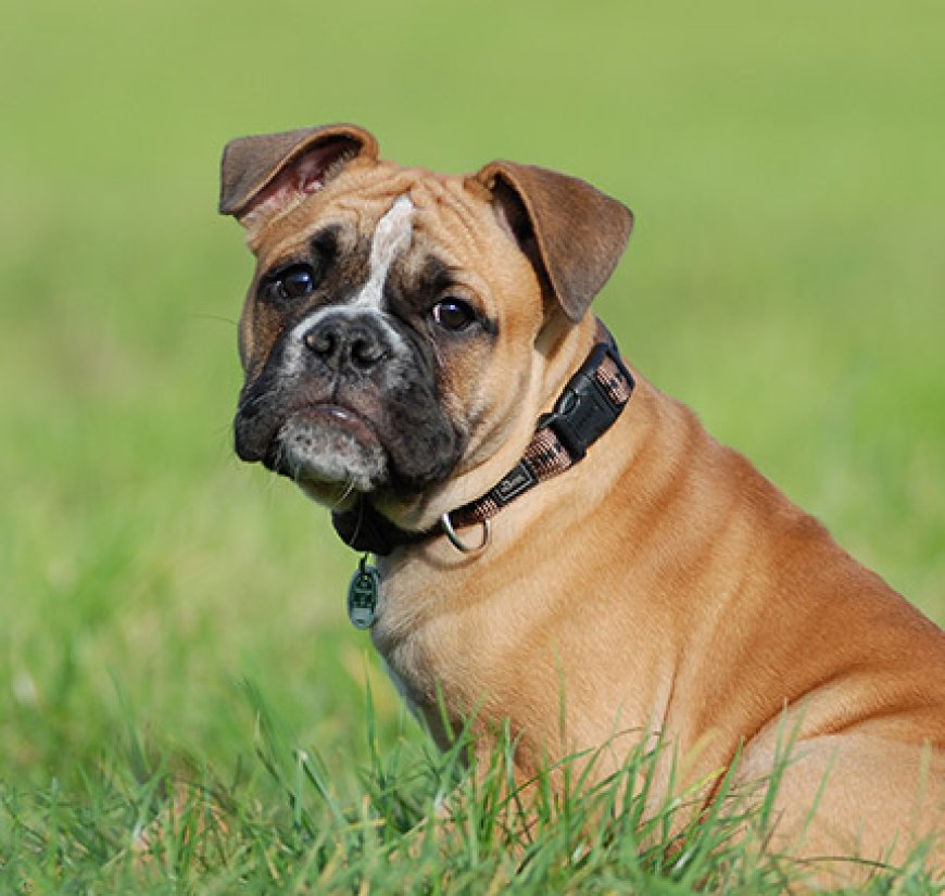 Finding the Perfect English Bulldog: South Carolina and Georgia Breeders