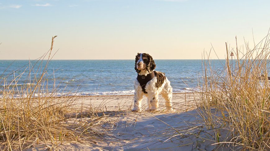 Effective Strategies For Myrtle Beach Pet Friendly Rentals  That You Can Use Starting Today