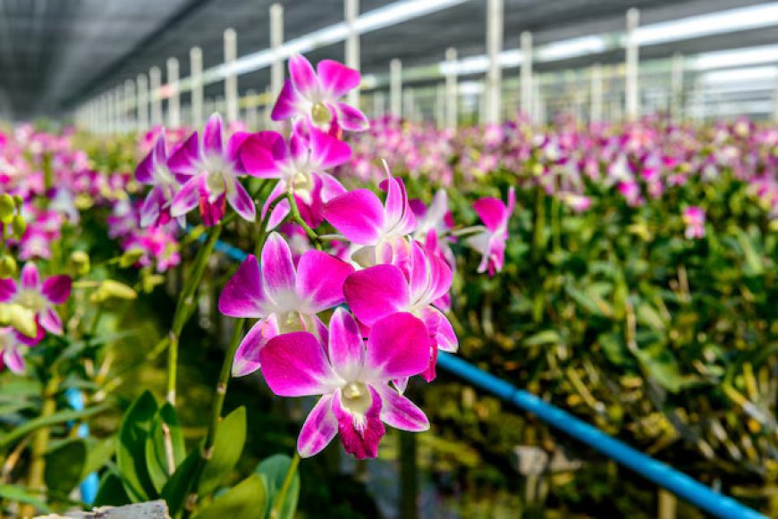 Orchid Farming in India: Embracing Modern Techniques