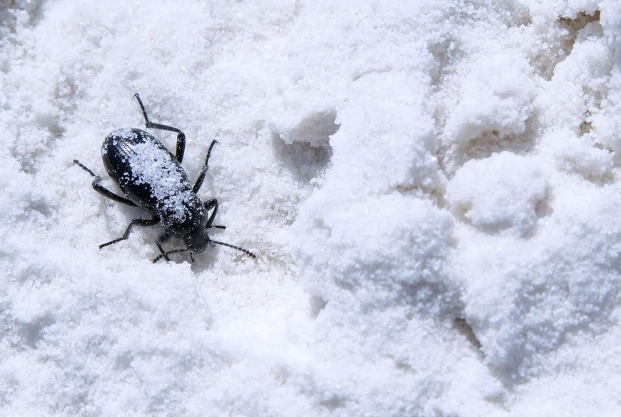 How to Pest-Proofing Your Home for Winter