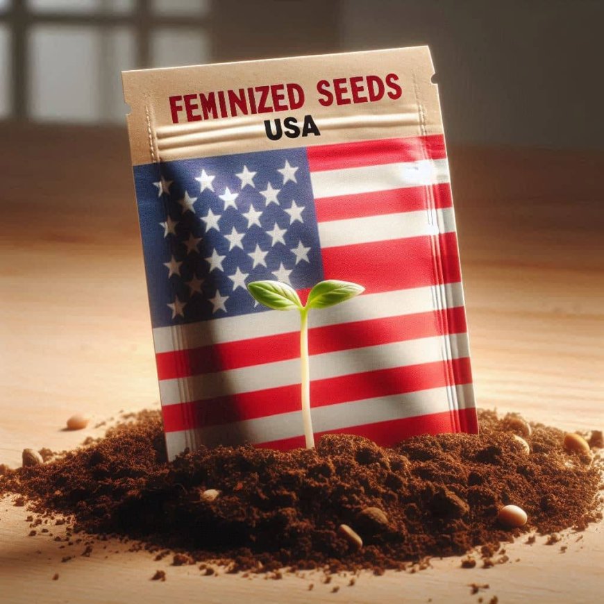 Where to Buy Weed Seeds: A Comprehensive Guide