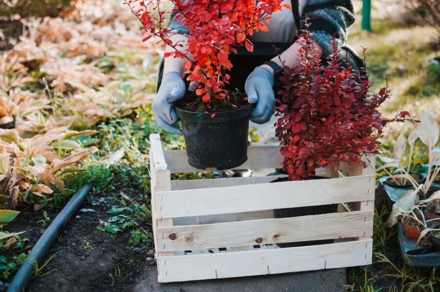 Why Every Urban Gardener Needs a Garden Planter Box