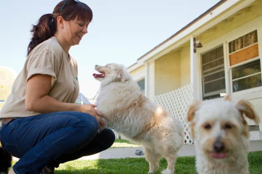 The Essential Guide to Dog Daycare: Ensuring a Happy, Healthy Experience