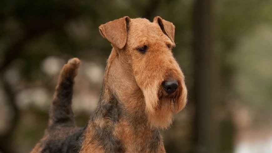 Airedale Terrier: The Perfect Loyal and Intelligent Dog Breed