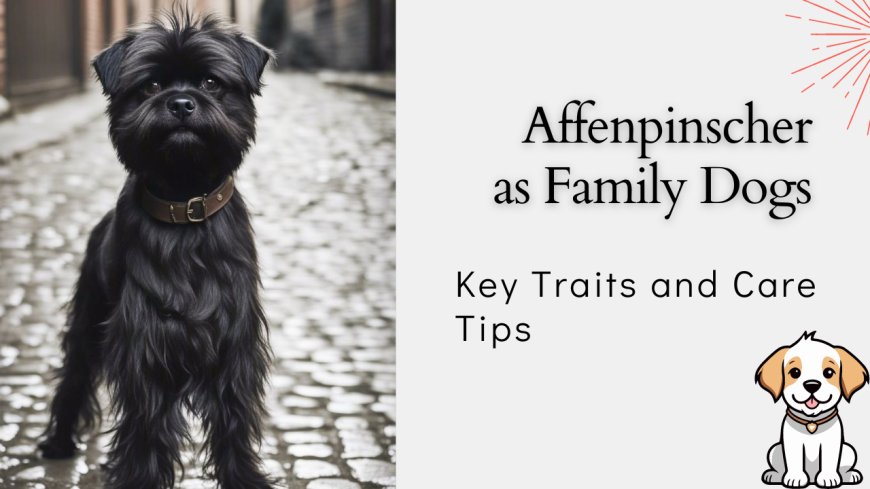 Affenpinschers as Family Dogs – Key Traits and Care Tips