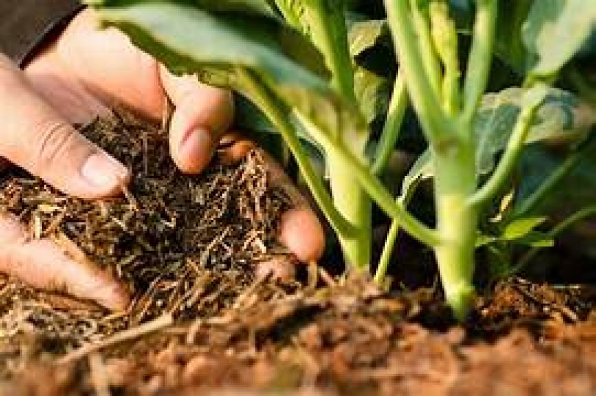 Established Plant Compost: The Ultimate Guide to Nurturing Your Garden