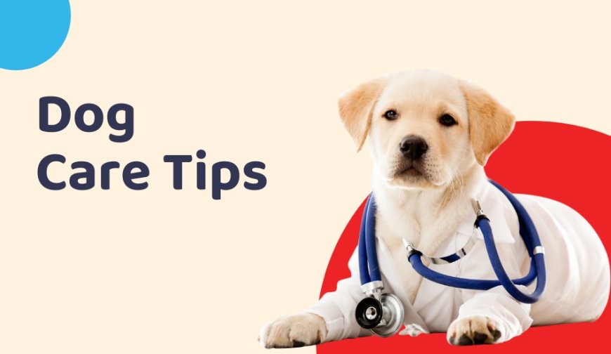 What Are the Best Dog Care Tips for New Pet Owners?