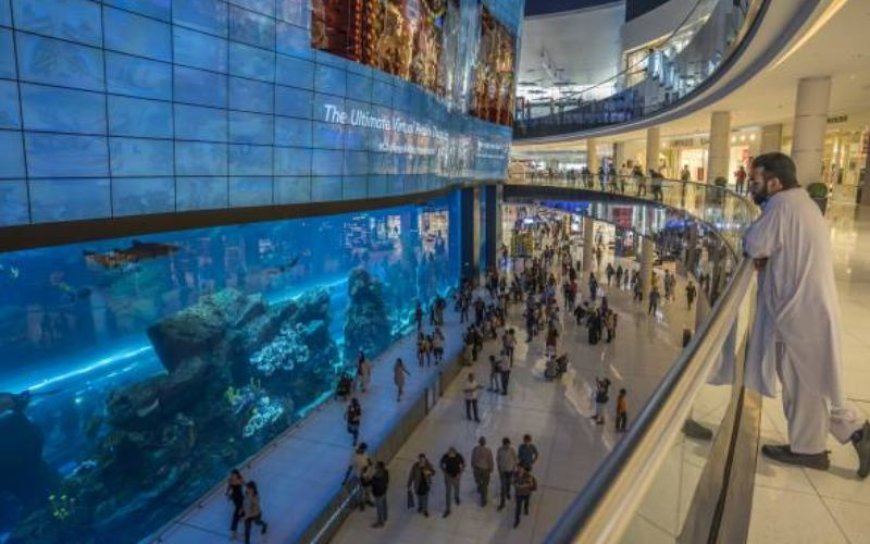 Fascinating Marine Creatures at the Dubai Mall Underwater Zoo