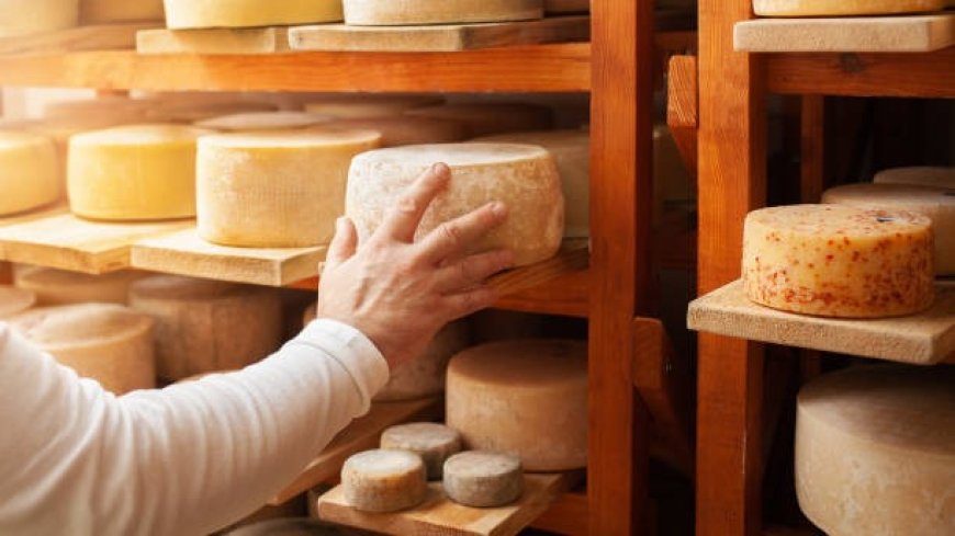 Cheese Manufacturing Plant Report 2024- Detailed Project Cost and Setup Requirements