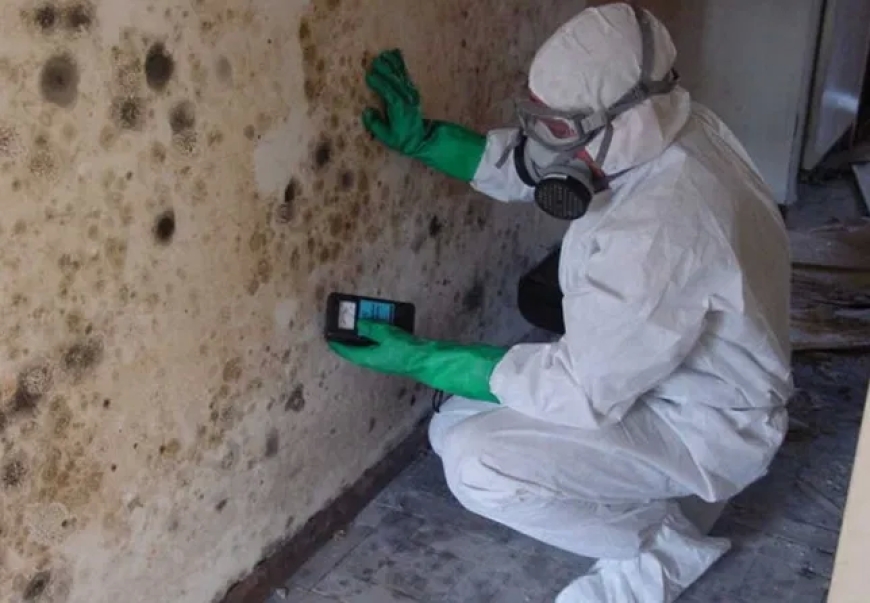 Why You Should Trust Experts for Commercial Mold Remediation