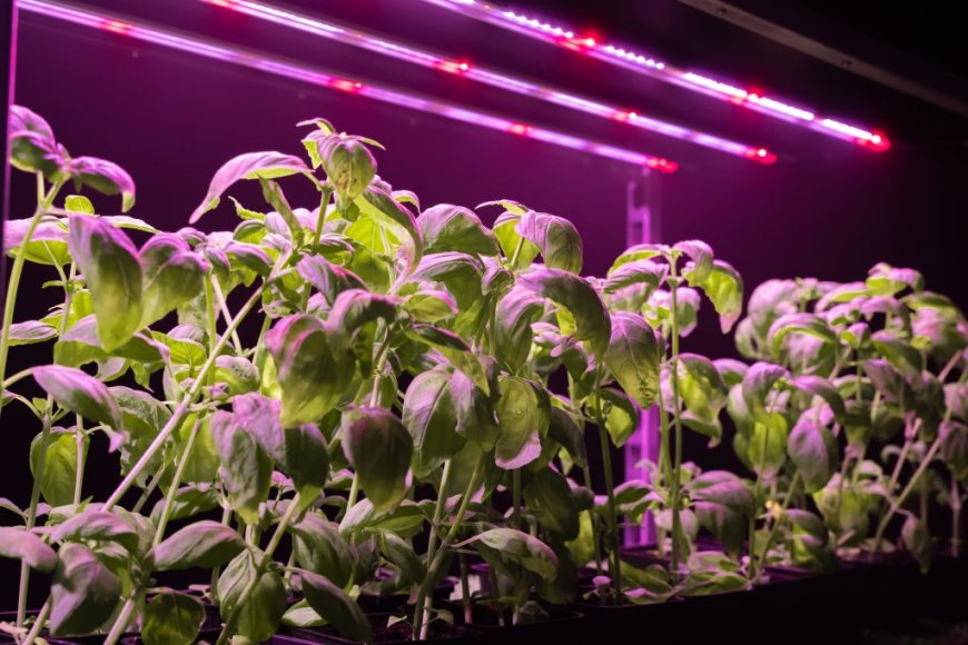 Best Tips to Achieve Optimal Yield and Plant Quality in Vertical Farming