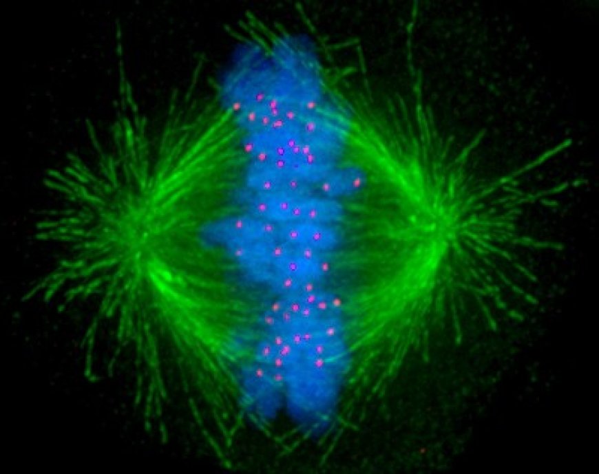 Mitotic Spindle