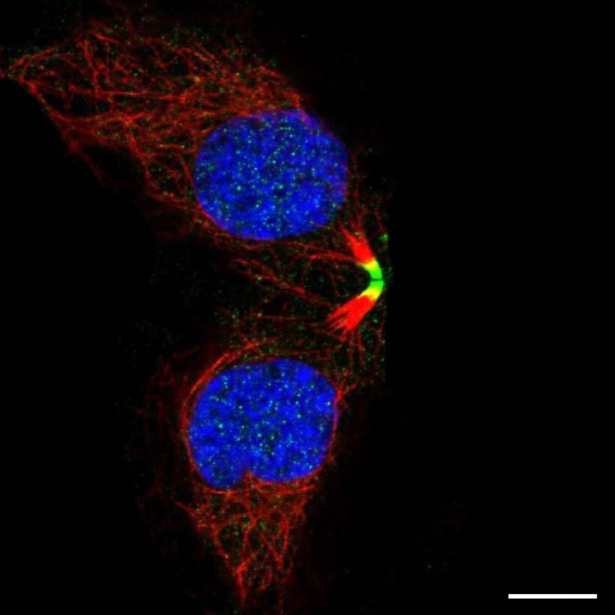 Revealing the Role of Ribosomes in Health and Disease