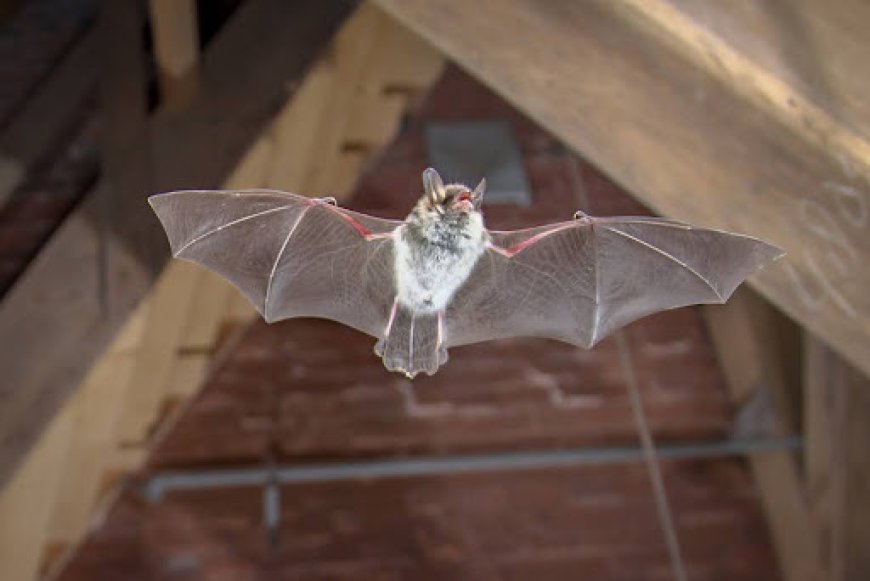 Elite Wildlife Services Ensures Safe and Effective Bat Removal Solutions in Houston