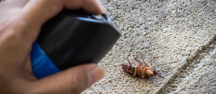 Pest Control Cockroach Dubai - Expert Solutions for Your Pest Problems