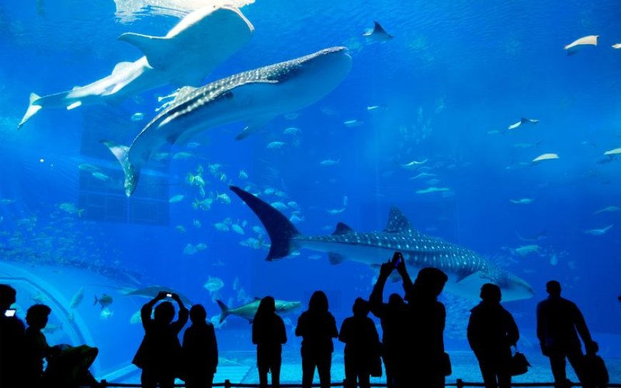 Top Reasons to Visit Dubai Mall Aquarium with Your Family