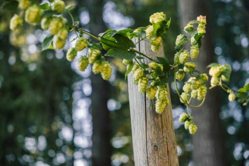 Signs Your Hop Vines Are Getting Too Much Sun or Not Enough