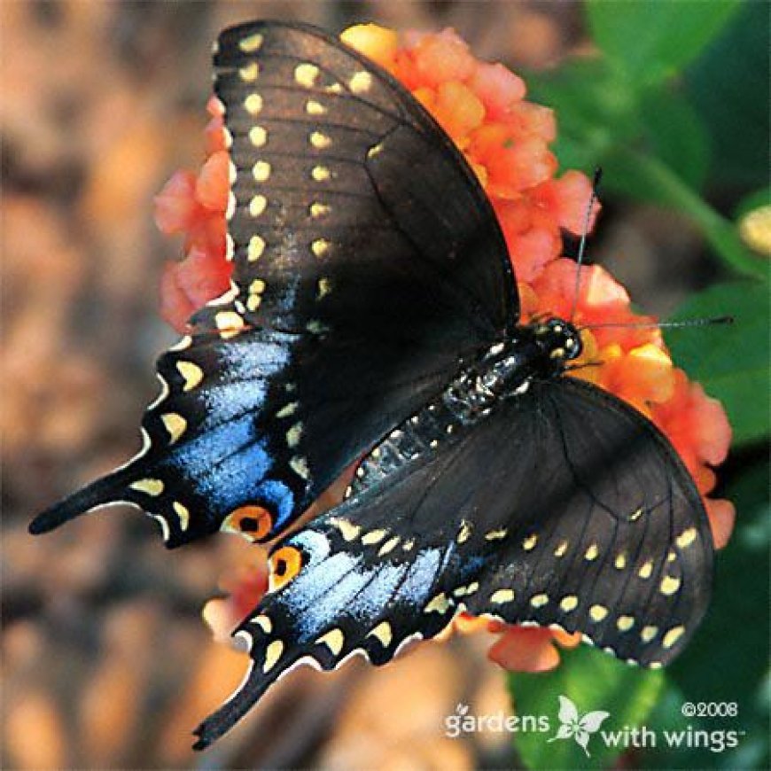 The Black Butterfly Meaning: Unveiling Symbolism Significance