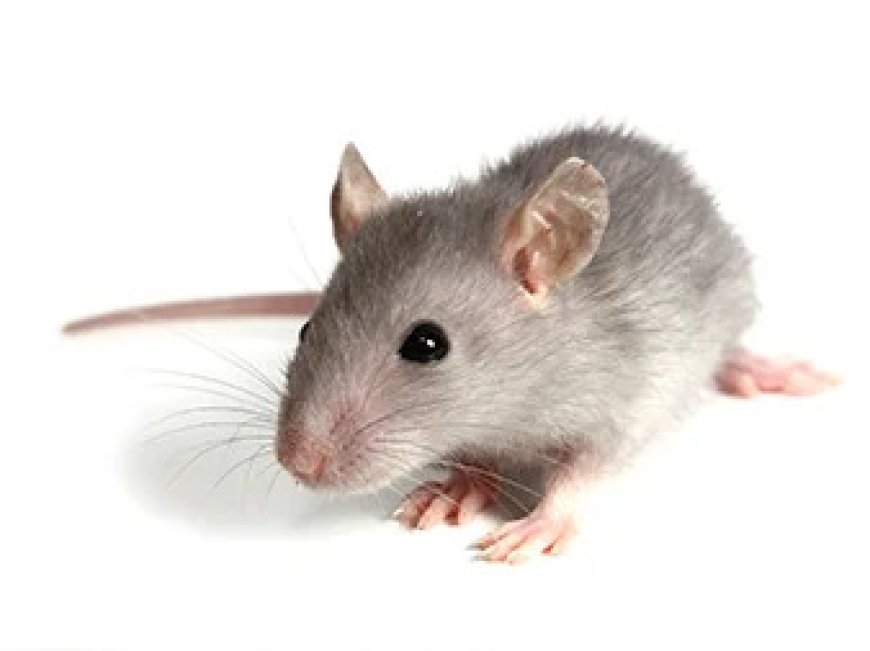 Rodent Pest Control Services: Why You Need Urban Junggle