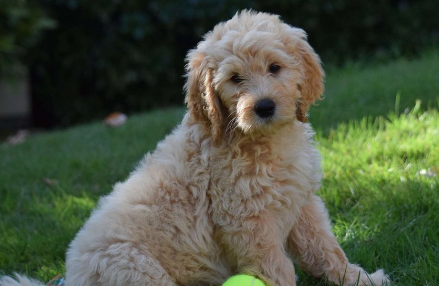 Goldendoodles Kissimmee: Your Ideal Companion from a Trusted Breeder