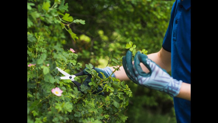 Choosing the Right Local Landscaping Service