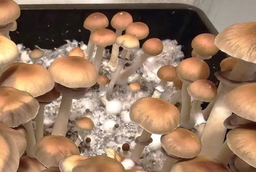 The Ultimate Checklist for Mushroom Cultivation: Must-Have Growing Supplies