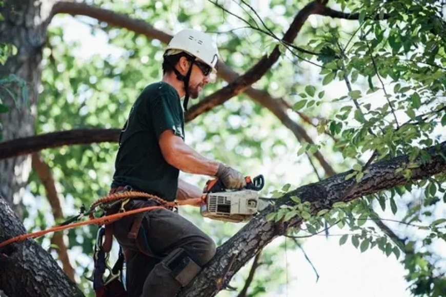 Professional Emergency Tree Services in Colchester, CT