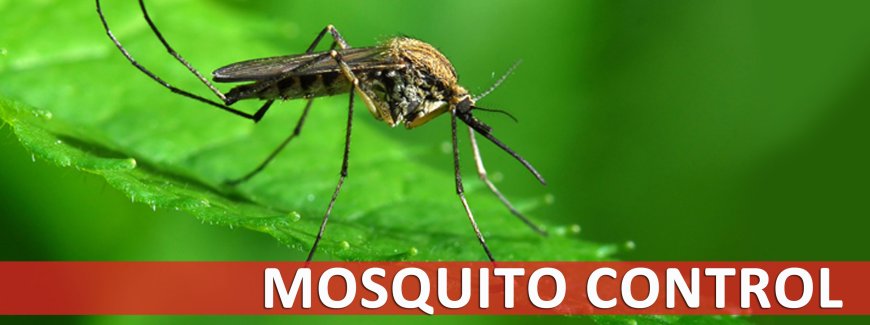 Effective Mosquito Control Services in Bourne, MA