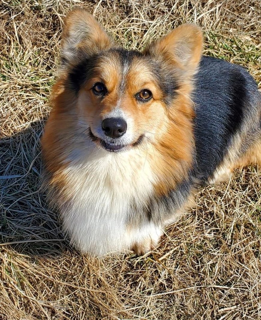 The Corgi Fluffy Gene: Understanding This Unique Trait