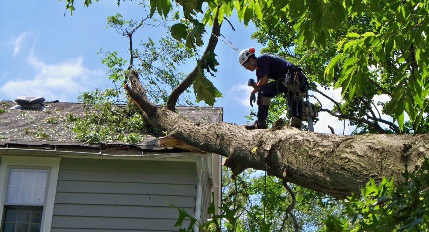 CT’s Top Emergency Tree Removal Experts – Safe & Quick Response Guaranteed!