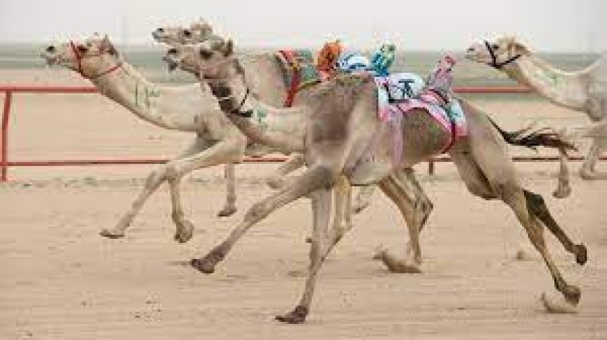 The Best Camel Racing in Qatar: An Unforgettable Experience