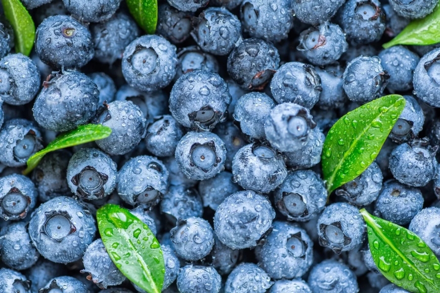 Blueberries vs. other berries: nutritional comparison