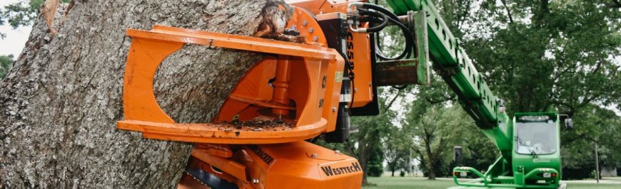 Dependable Tree Services NY: Your Trusted Partner for Expert Tree Care in Peekskill, NY