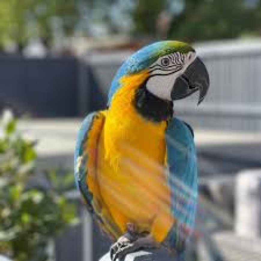 Macaws for Sale by Owner: How to Find the Perfect Parrot Companion