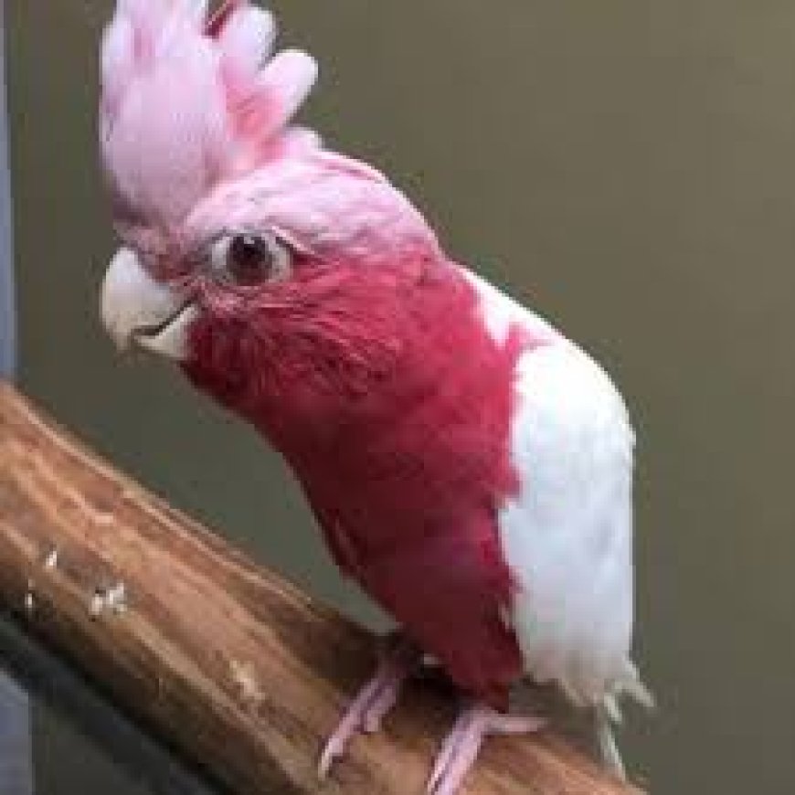 Looking for a Cockatoo in Texas? Here’s Where and How to Buy One