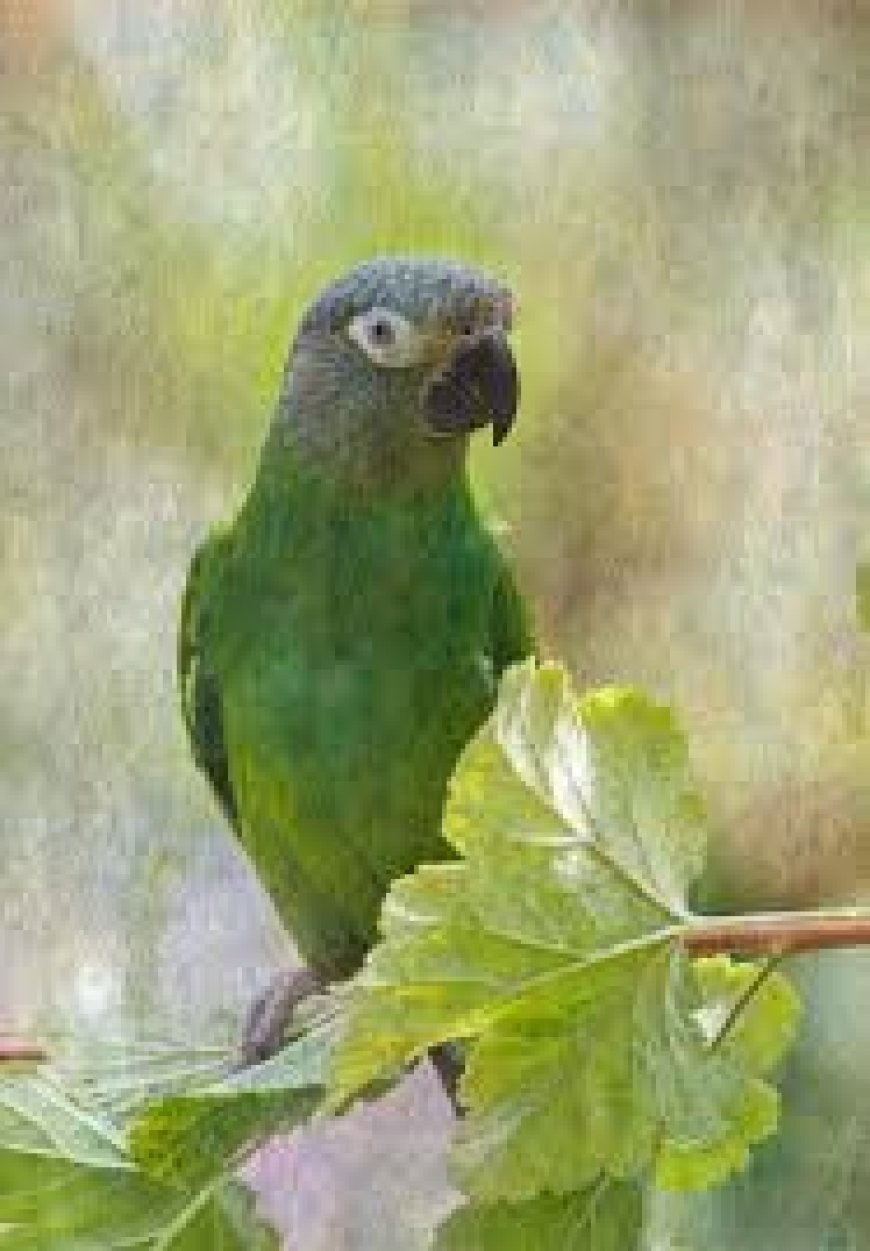 The Dusky Conure and Dusky-headed Conure: An In-Depth Guide