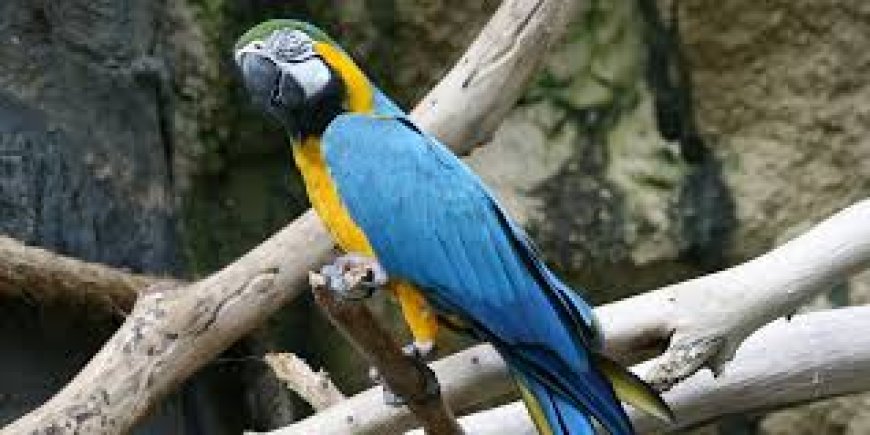 Macaws for Sale by Owner: How to Find the Perfect Parrot Companion