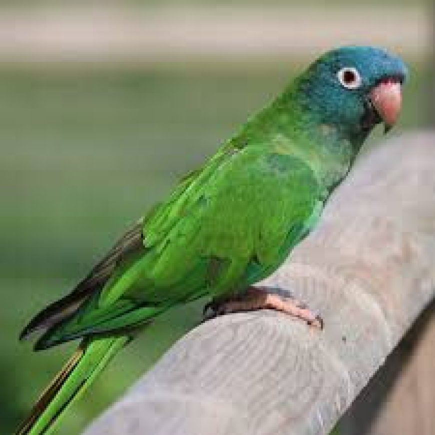 Everything You Need to Know About the Dusky-headed Conure: Characteristics, Care, and Tips