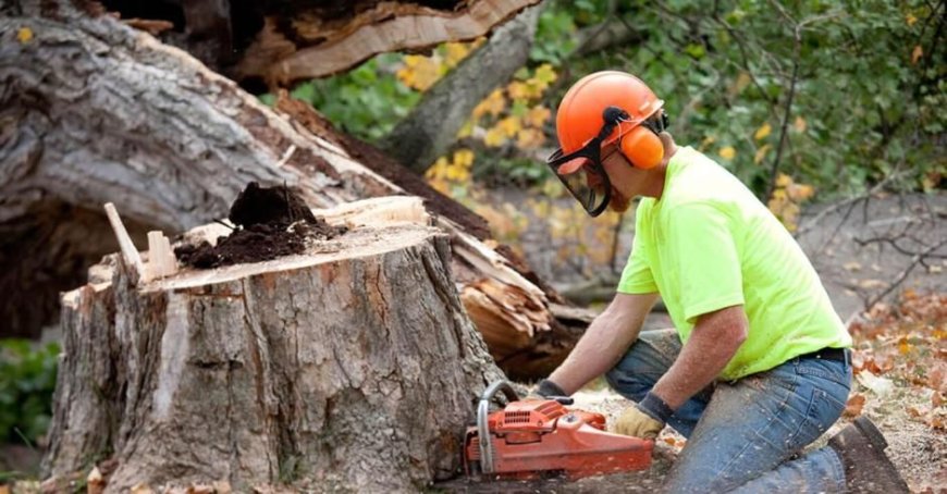 Why Stump Grinding Is Essential After Tree Removal