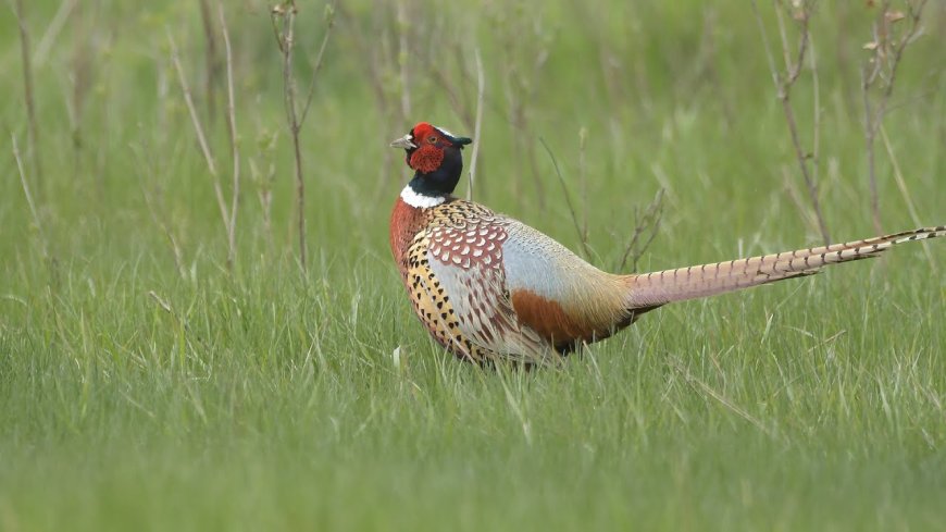 Why Iowa is a Hidden Gem for Pheasant Hunting Enthusiasts