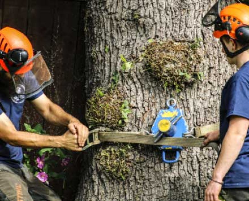 Hull Tree Surgeon: Your Go-To Tree Care Specialists