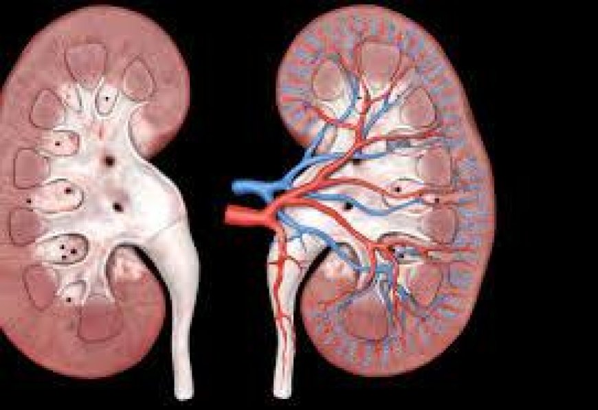 Diabetic Nephropathy Symptoms, Causes, and Diagnosis from chughtai lab